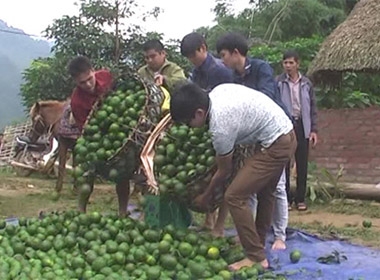 hu hoạch cam sành. Ảnh minh họa